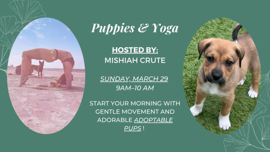 Guests doing yoga while adoptable puppies play during Puppies & Yoga at The Broken Leash.