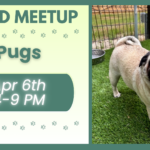 Pugs playing together during a breed meetup at The Broken Leash dog park.