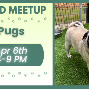 Pugs playing together during a breed meetup at The Broken Leash dog park.