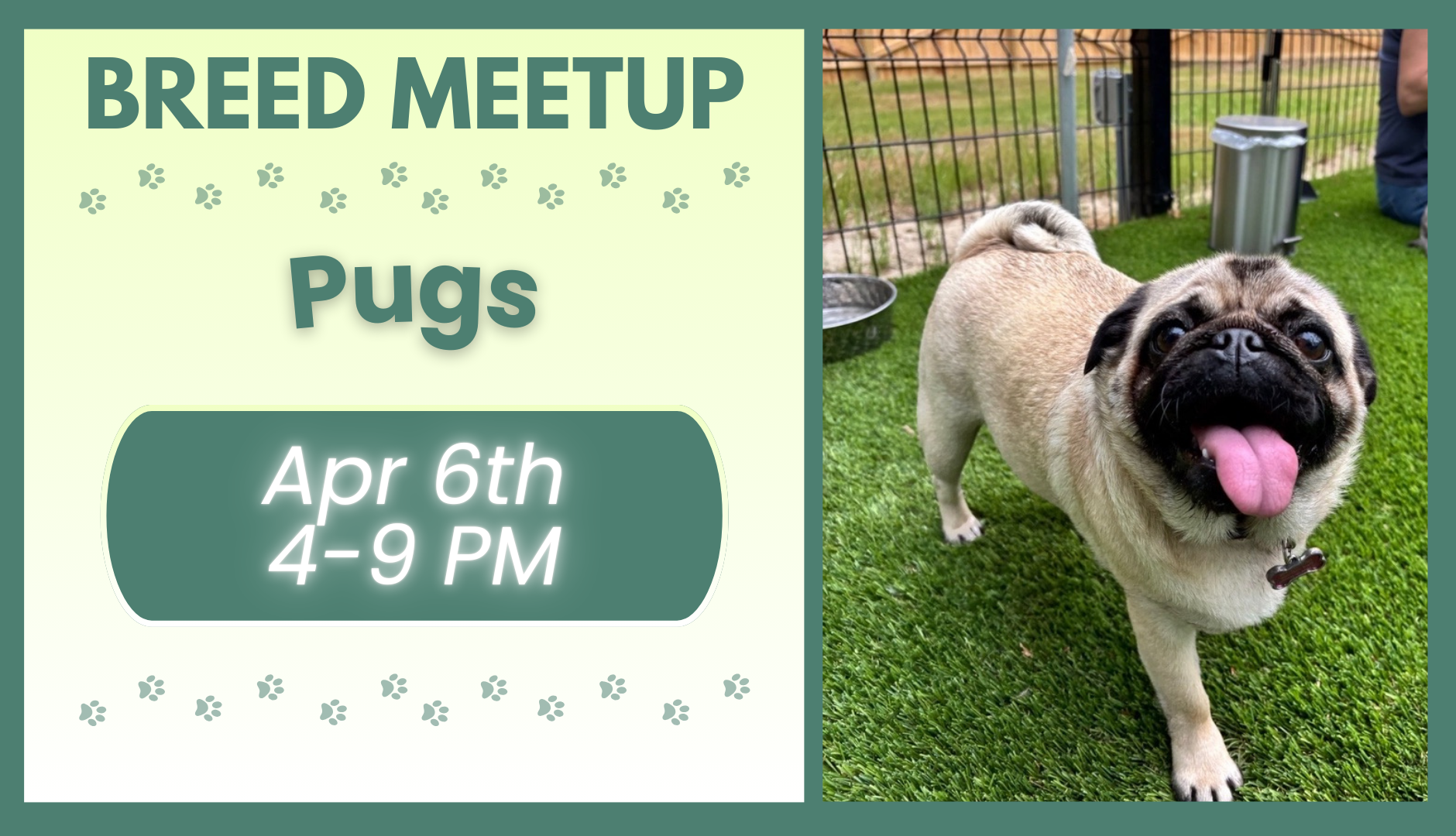 Pugs playing together during a breed meetup at The Broken Leash dog park.