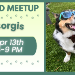 Corgis playing together during a breed meetup at The Broken Leash dog park.
