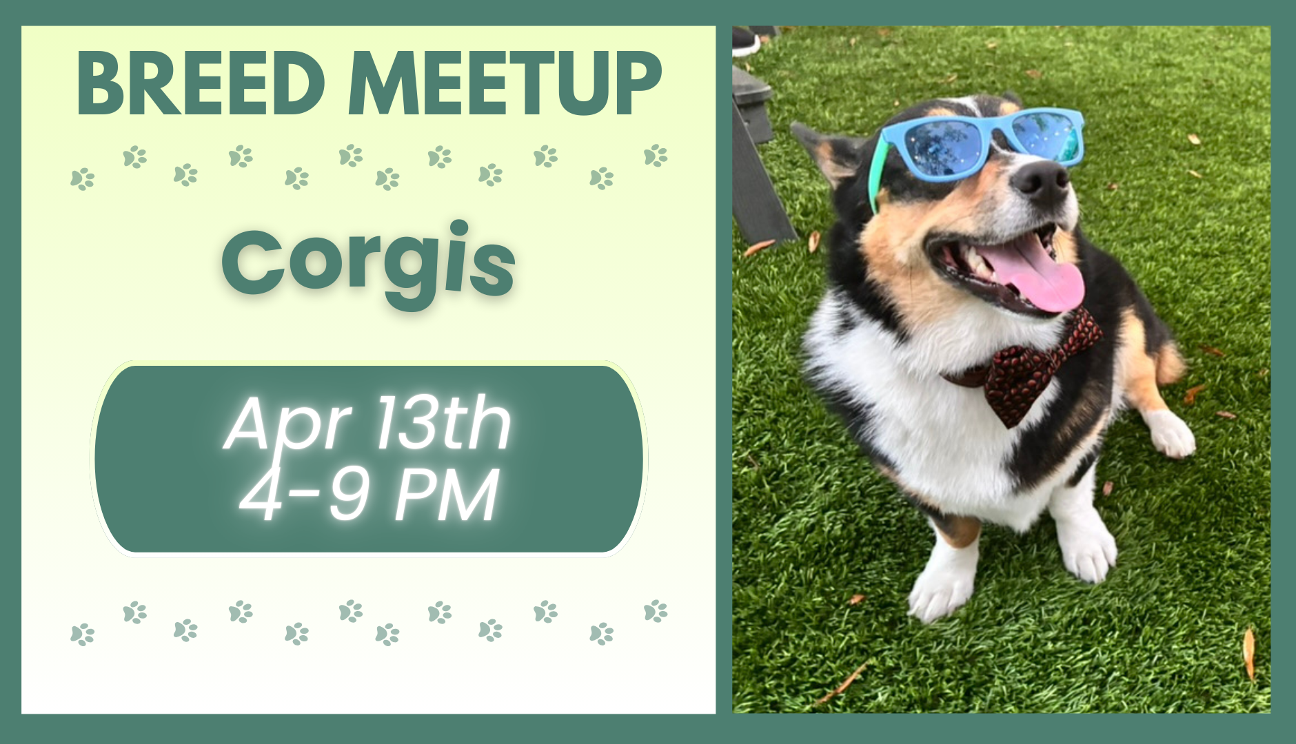Corgis playing together during a breed meetup at The Broken Leash dog park.