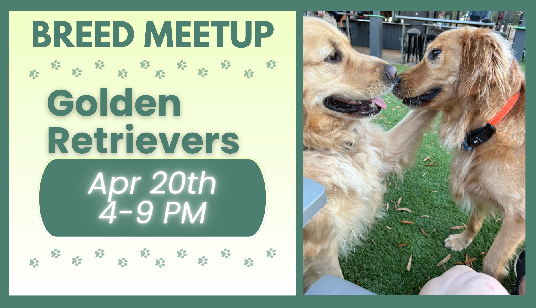 Golden Retrievers playing together during a breed meetup at The Broken Leash dog park.