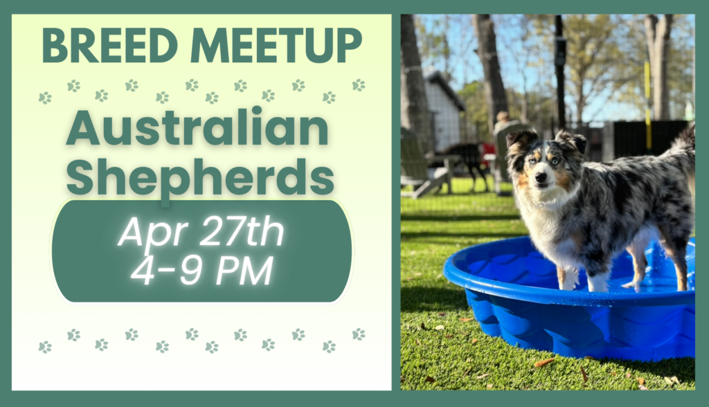 Australian Shepherds playing together during a breed meetup at The Broken Leash dog park.