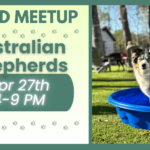 Australian Shepherds playing together during a breed meetup at The Broken Leash dog park.