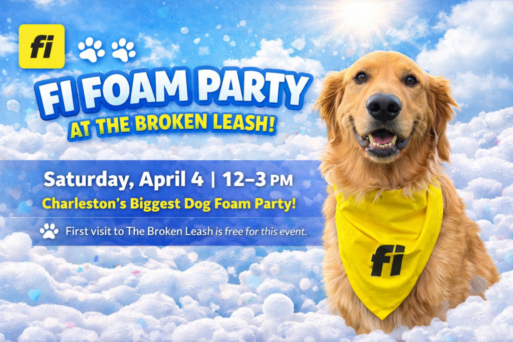 Dogs playing in a foam party at The Broken Leash dog park in Charleston.