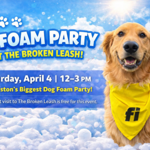 Dogs playing in a foam party at The Broken Leash dog park in Charleston.