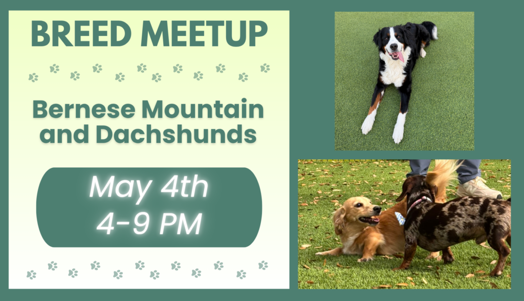 Bernese Mountain Dogs and Dachshunds playing together during a breed meetup at The Broken Leash.