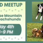 Bernese Mountain Dogs and Dachshunds playing together during a breed meetup at The Broken Leash.