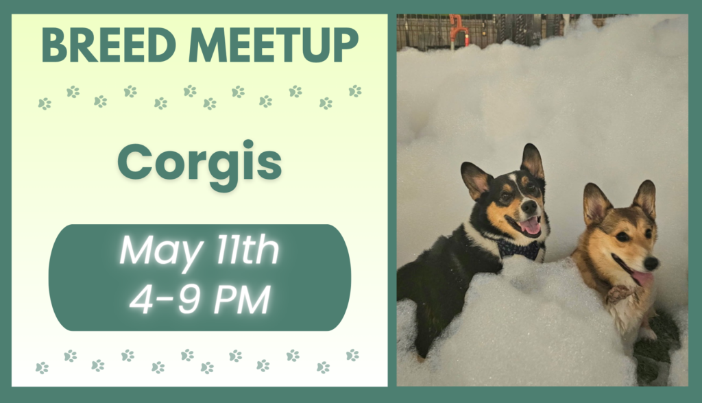 Corgis playing together during a breed meetup at The Broken Leash with food vendor onsite.