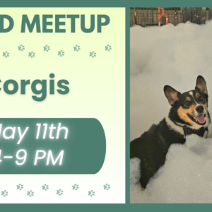 Corgis playing together during a breed meetup at The Broken Leash with food vendor onsite.