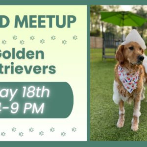 Golden Retrievers playing together during a breed meetup at The Broken Leash dog park.