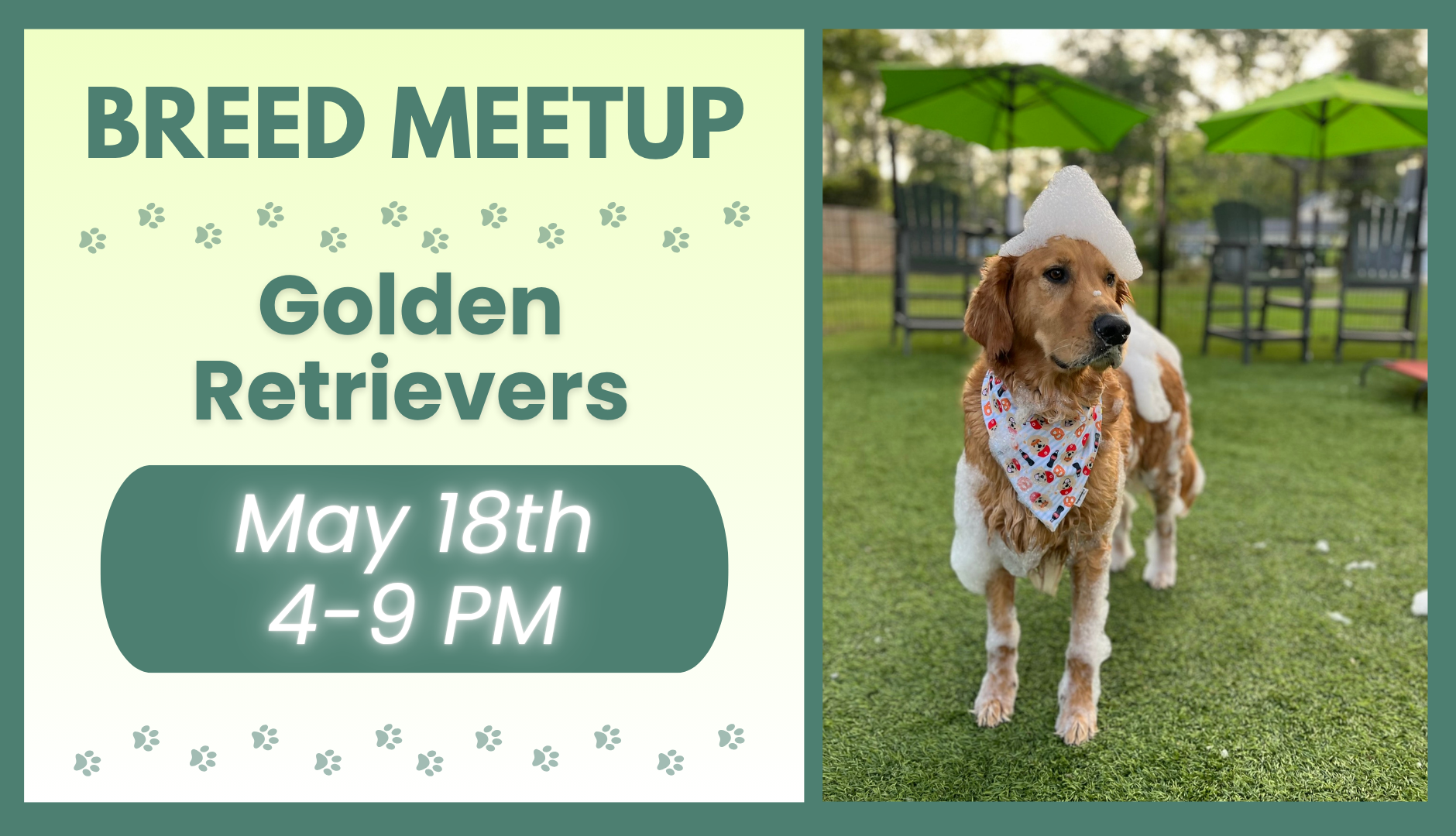 Golden Retrievers playing together during a breed meetup at The Broken Leash dog park.