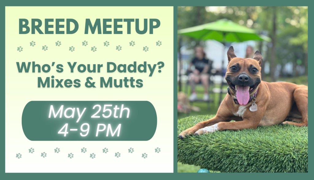 Mixed breed dogs playing together during a meetup at The Broken Leash dog park.