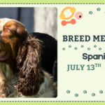 Spaniels playing together during a breed meetup at The Broken Leash.