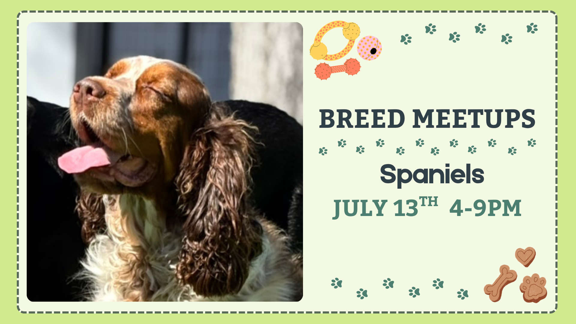 Spaniels playing together during a breed meetup at The Broken Leash.