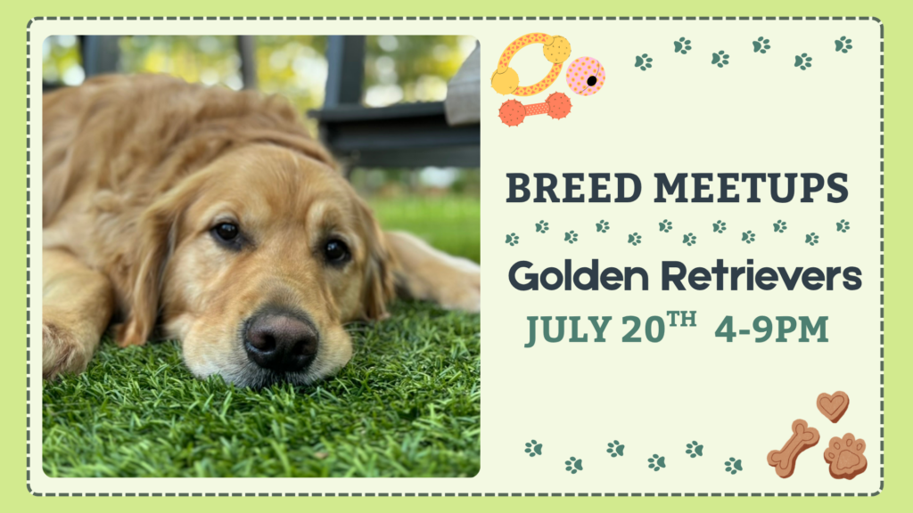 Golden Retrievers playing together during a breed meetup at The Broken Leash.