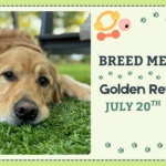 Golden Retrievers playing together during a breed meetup at The Broken Leash.