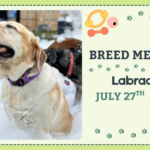 Labrador Retrievers playing together during a breed meetup at The Broken Leash.