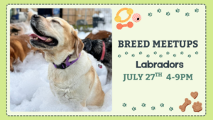 Labrador Retrievers playing together during a breed meetup at The Broken Leash.