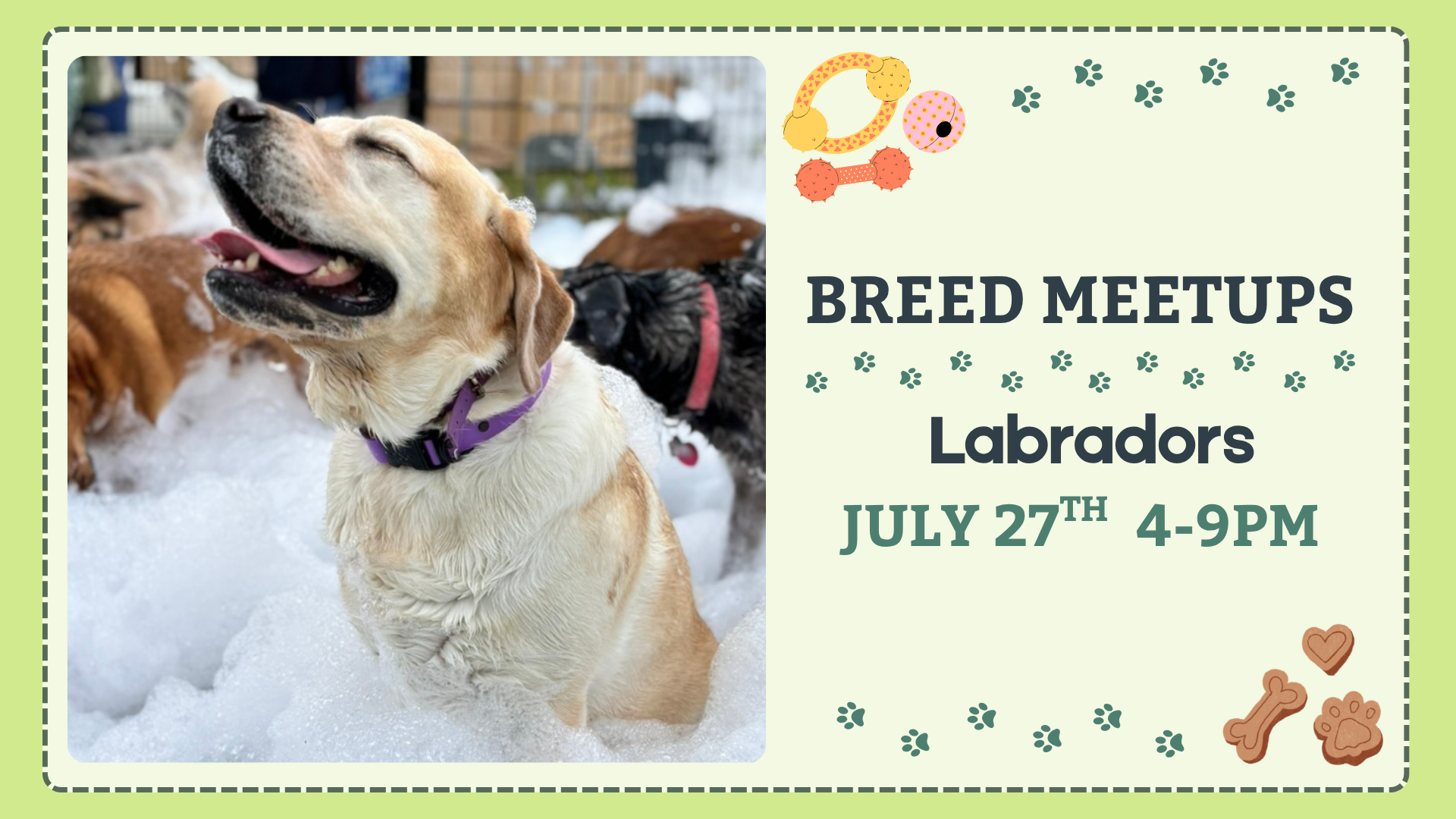 Labrador Retrievers playing together during a breed meetup at The Broken Leash.