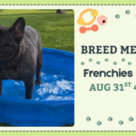 French Bulldogs and Pugs playing together during a Breed Meetup at The Broken Leash Dog Park & Bar.