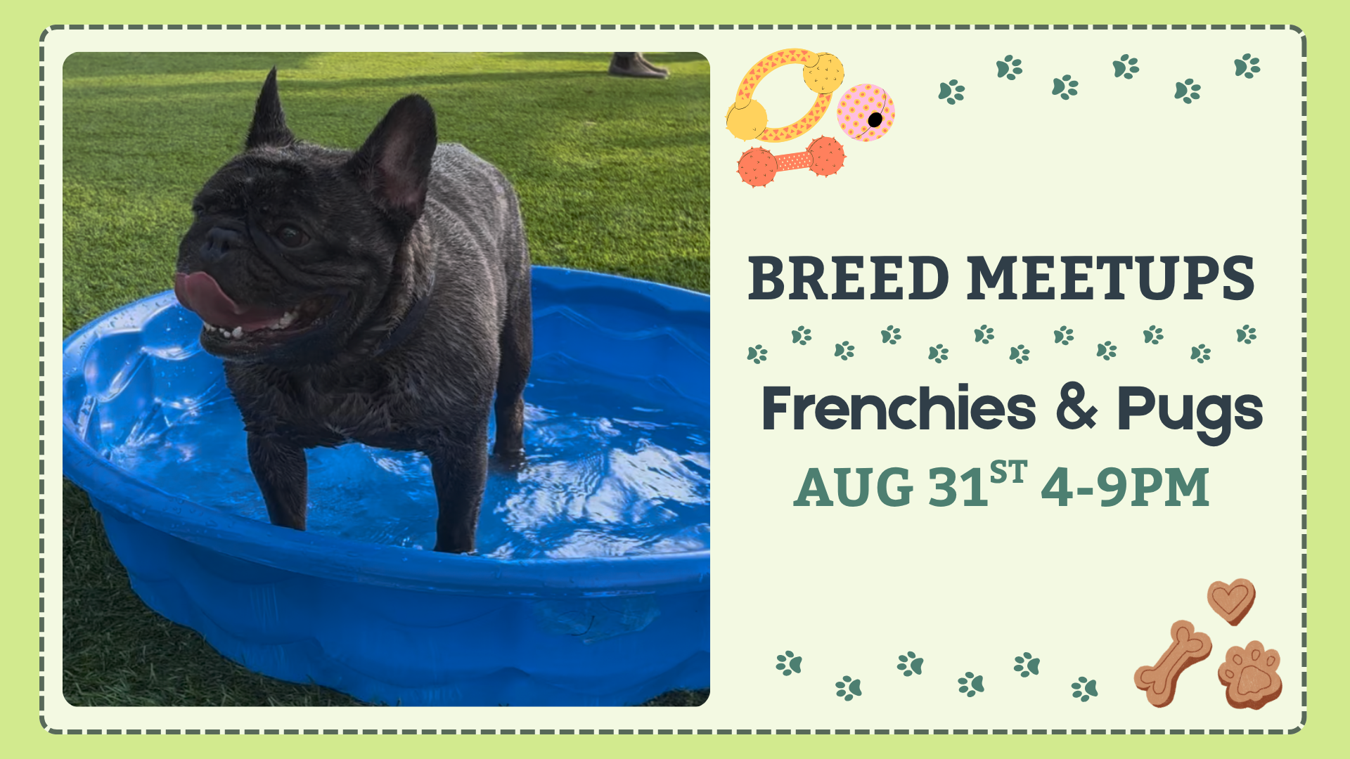 French Bulldogs and Pugs playing together during a Breed Meetup at The Broken Leash Dog Park & Bar.