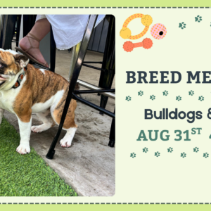 Bulldogs & Pugs Breed Meetup