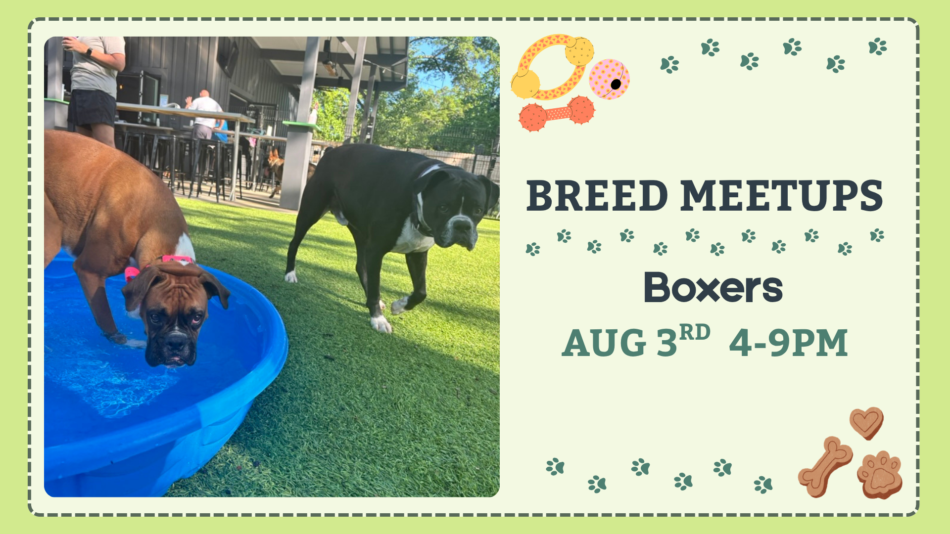 Boxers playing together during a Breed Meetup at The Broken Leash Dog Park & Bar.