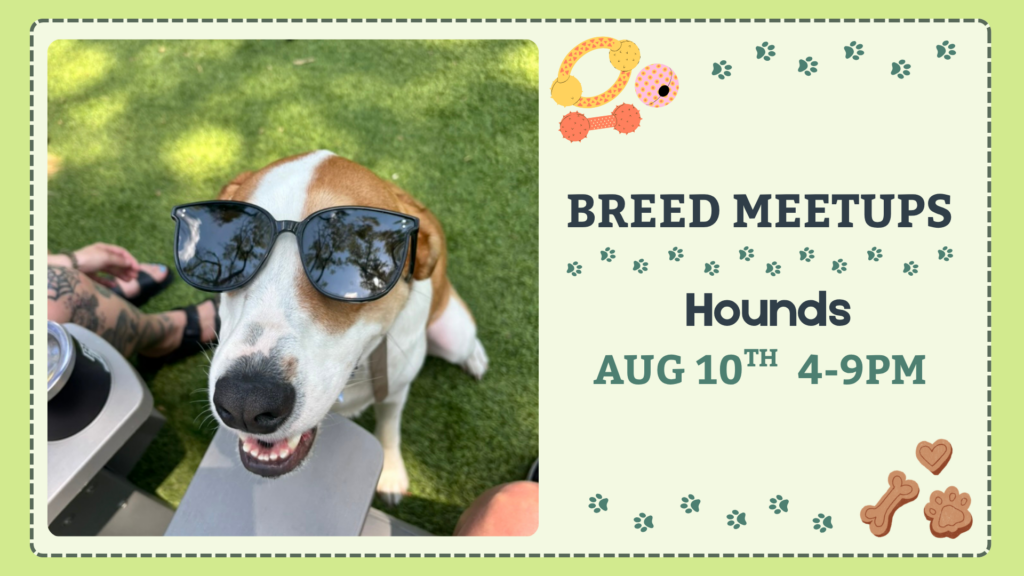 Hounds playing together during a Breed Meetup at The Broken Leash Dog Park & Bar.