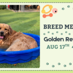 Golden Retrievers playing during a Breed Meetup at The Broken Leash Dog Park & Bar with Chef B's Cuisine.