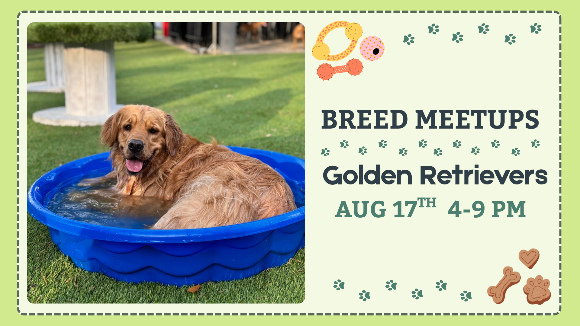 Golden Retrievers playing during a Breed Meetup at The Broken Leash Dog Park & Bar with Chef B's Cuisine.