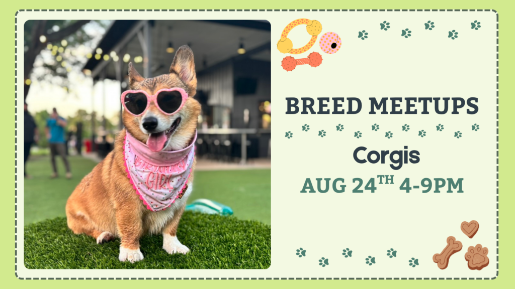 Corgis playing together during a Breed Meetup at The Broken Leash Dog Park & Bar.