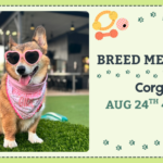 Corgis playing together during a Breed Meetup at The Broken Leash Dog Park & Bar.