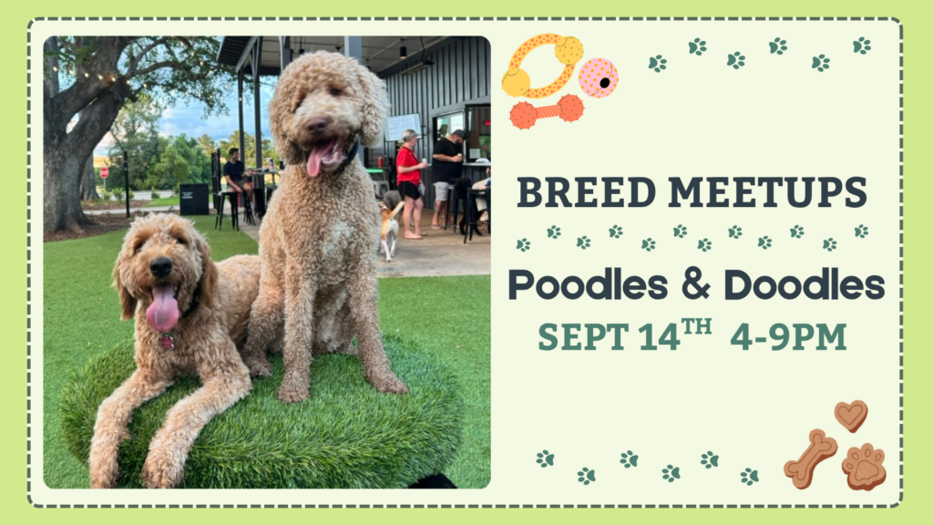 Poodles and Doodles playing together during a Breed Meetup at The Broken Leash Dog Park & Bar.