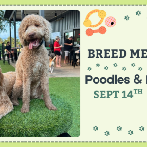 Poodles and Doodles playing together during a Breed Meetup at The Broken Leash Dog Park & Bar.