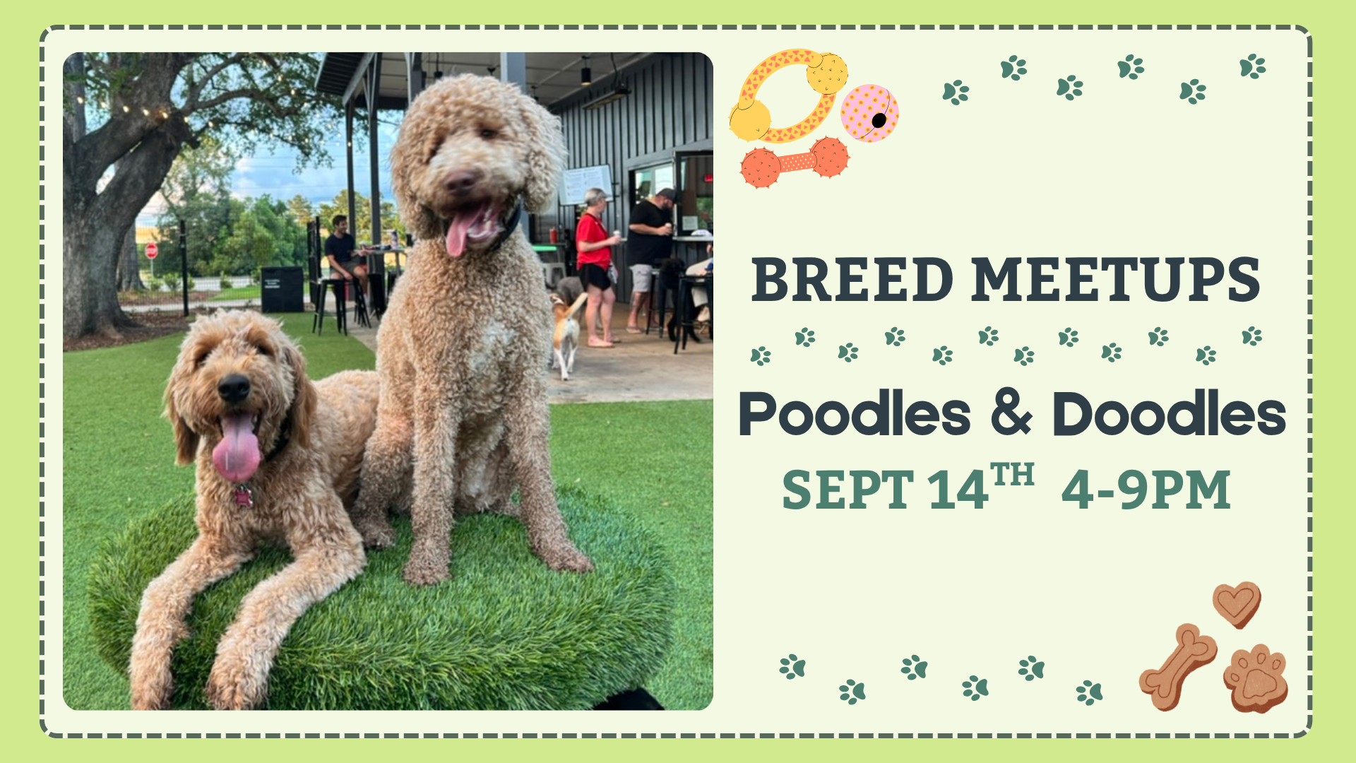 Poodles and Doodles playing together during a Breed Meetup at The Broken Leash Dog Park & Bar.