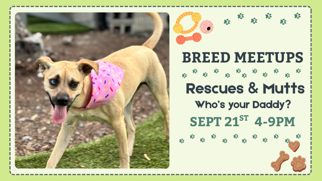 Rescue dogs and mixed breeds playing together during a Breed Meetup at The Broken Leash Dog Park & Bar.