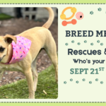 Rescue dogs and mixed breeds playing together during a Breed Meetup at The Broken Leash Dog Park & Bar.