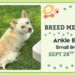 Small breed dogs playing together during the Ankle Biters Breed Meetup at The Broken Leash Dog Park & Bar.
