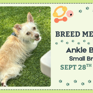 Small breed dogs playing together during the Ankle Biters Breed Meetup at The Broken Leash Dog Park & Bar.