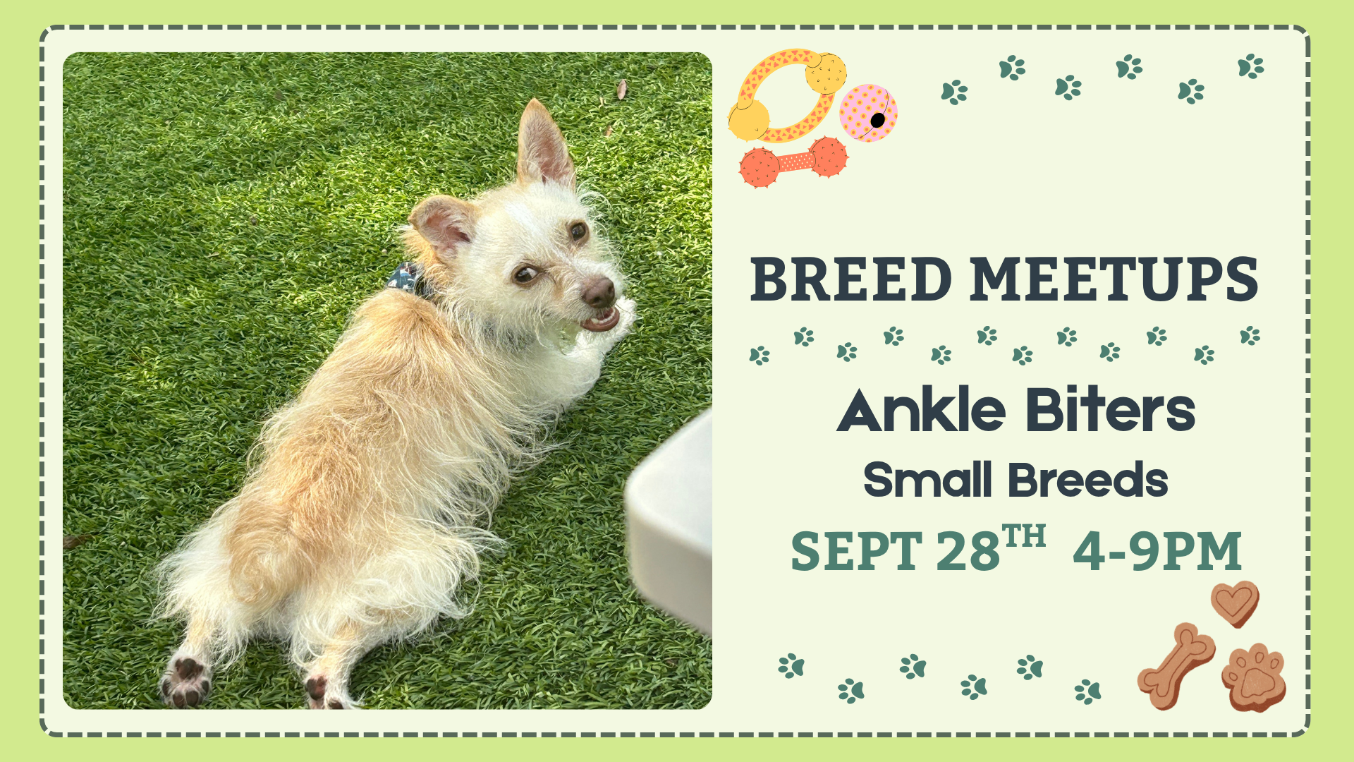Small breed dogs playing together during the Ankle Biters Breed Meetup at The Broken Leash Dog Park & Bar.