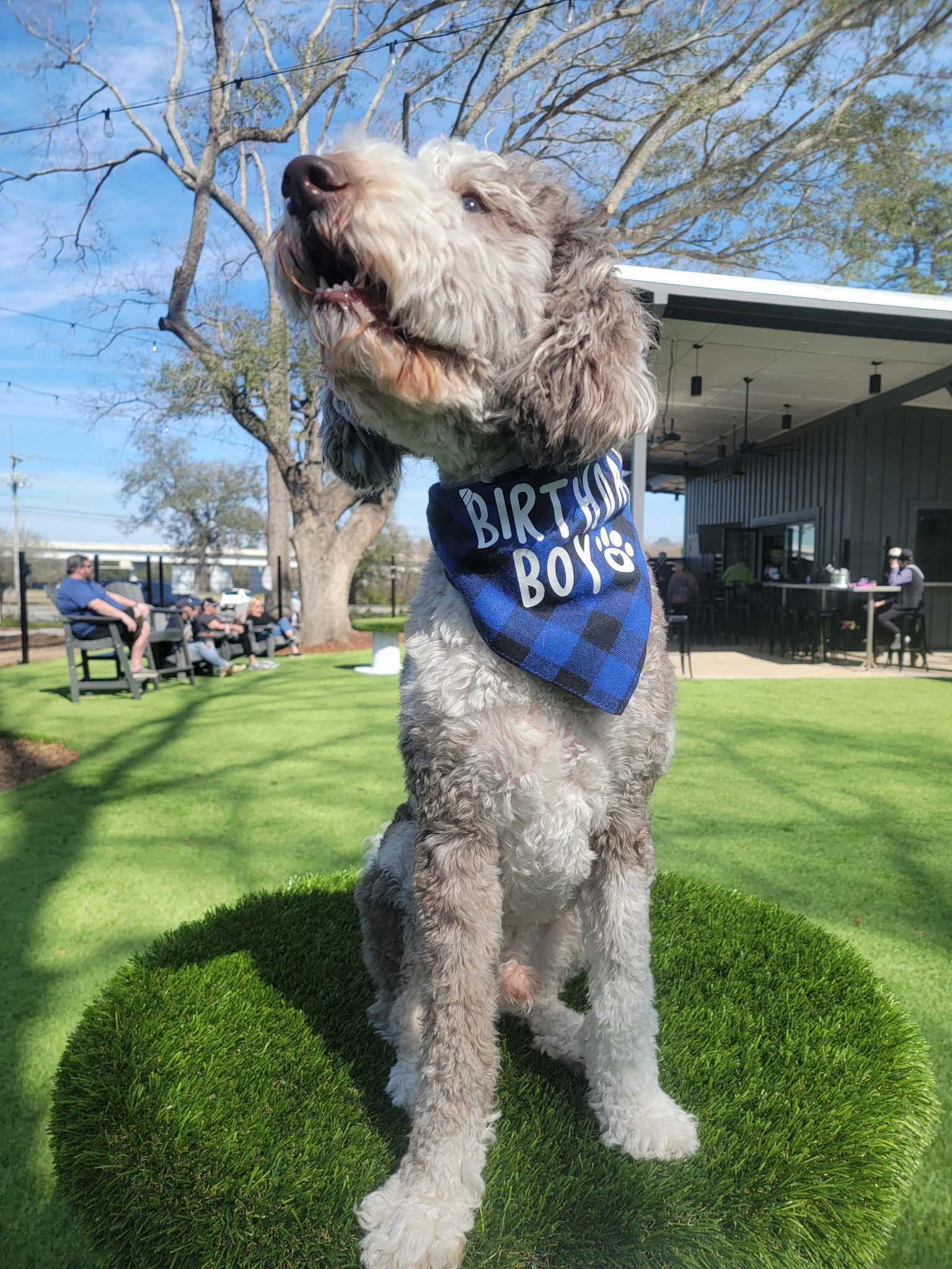 Dog in a birthday bandana at Broken Leash