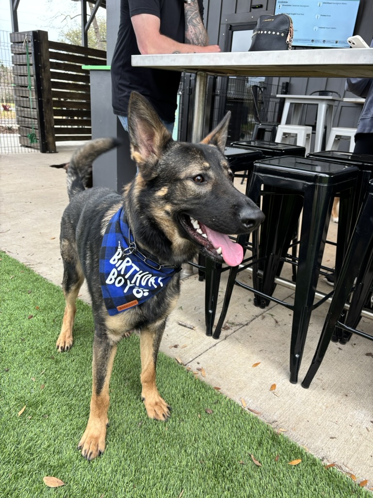 Dog in a birthday bandana at Broken Leash