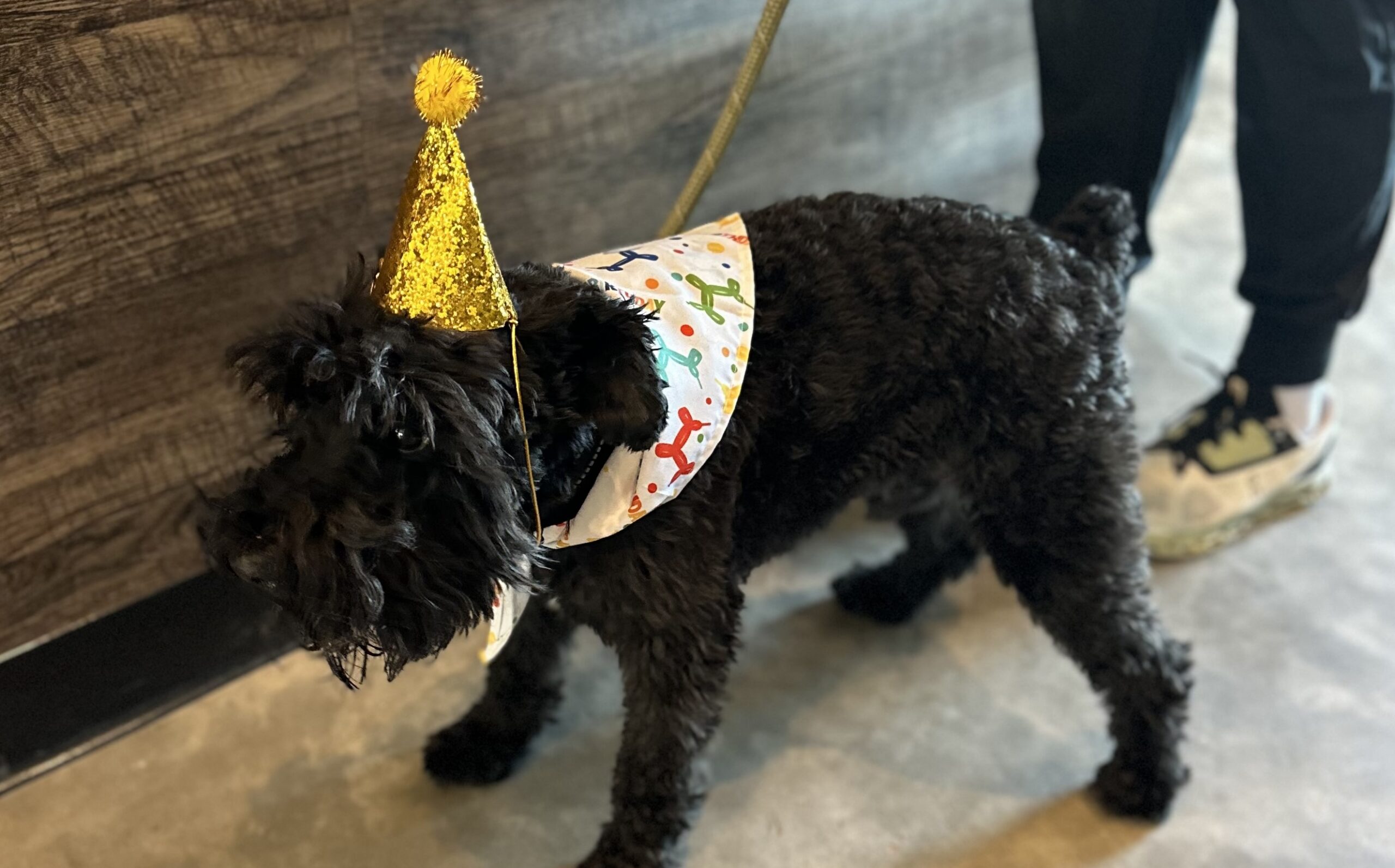 Dog in a birthday hat and bandana at Broken Leash