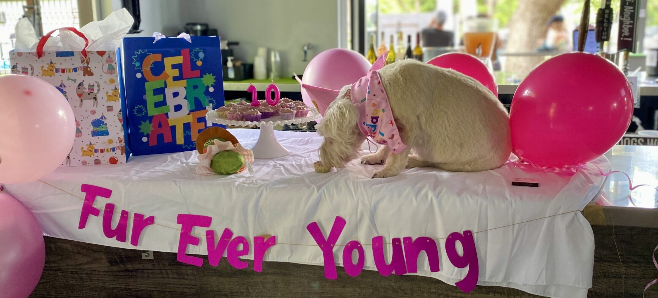 Dog sniffing a birthday cupcake at Broken Leash