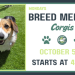 Corgis playing together during a Breed Meetup at The Broken Leash Dog Park & Bar in North Charleston.