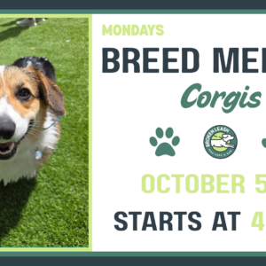 Corgis playing together during a Breed Meetup at The Broken Leash Dog Park & Bar in North Charleston.
