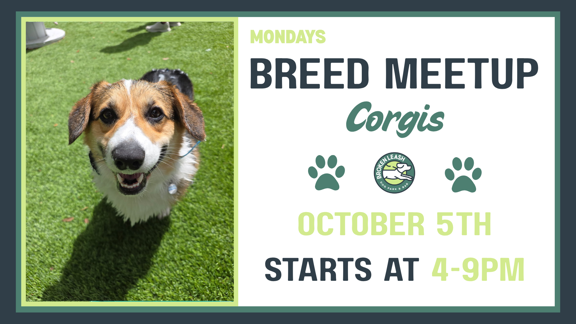 Corgis playing together during a Breed Meetup at The Broken Leash Dog Park & Bar in North Charleston.