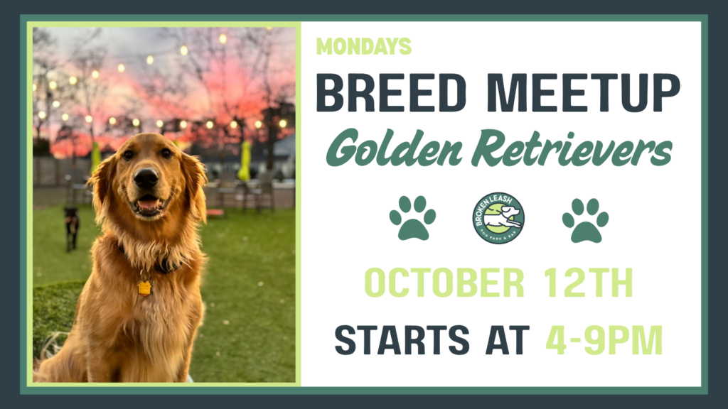 Golden Retrievers playing together during a Breed Meetup at The Broken Leash Dog Park & Bar in North Charleston.